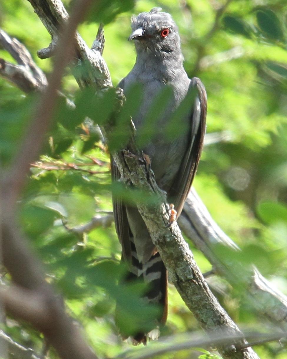 Gray-bellied Cuckoo Photo by Knut Hansen