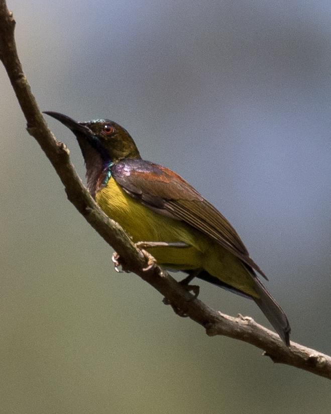 Brown-throated Sunbird Photo by Robert Lewis