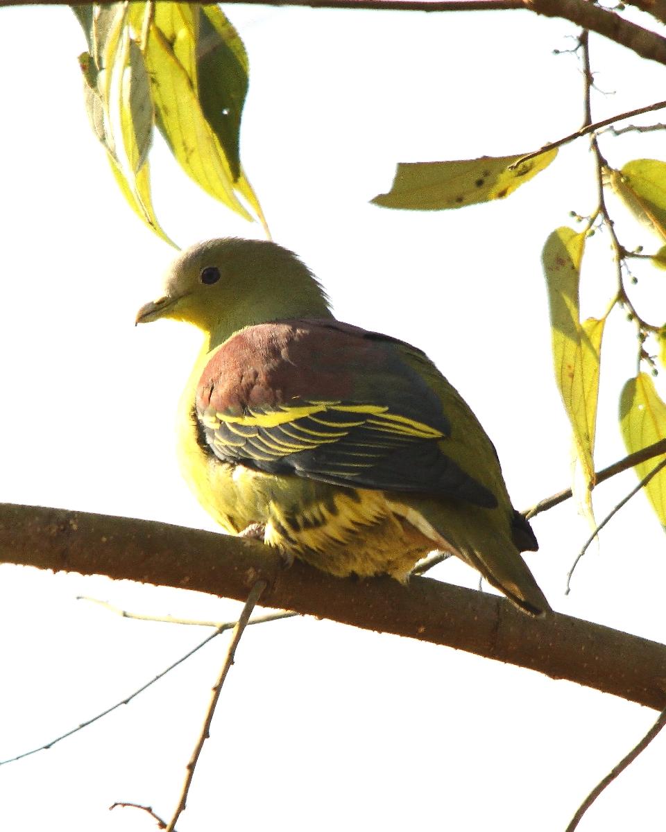 Gray-fronted Green-Pigeon Photo by Chris Lansdell