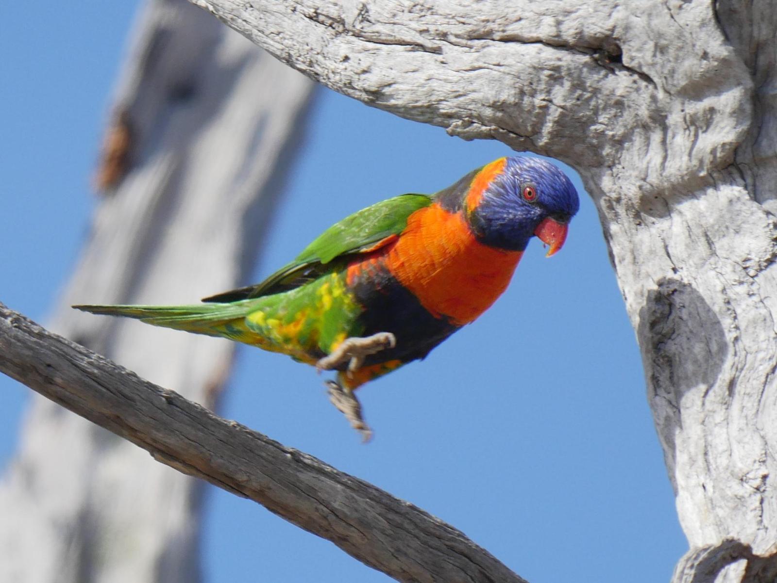 Red-collared Lorikeet Photo by Peter Lowe