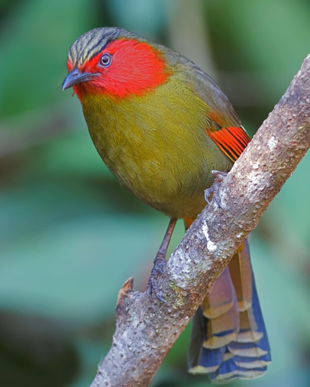 Red-faced Liocichla Photo by Alex Vargas