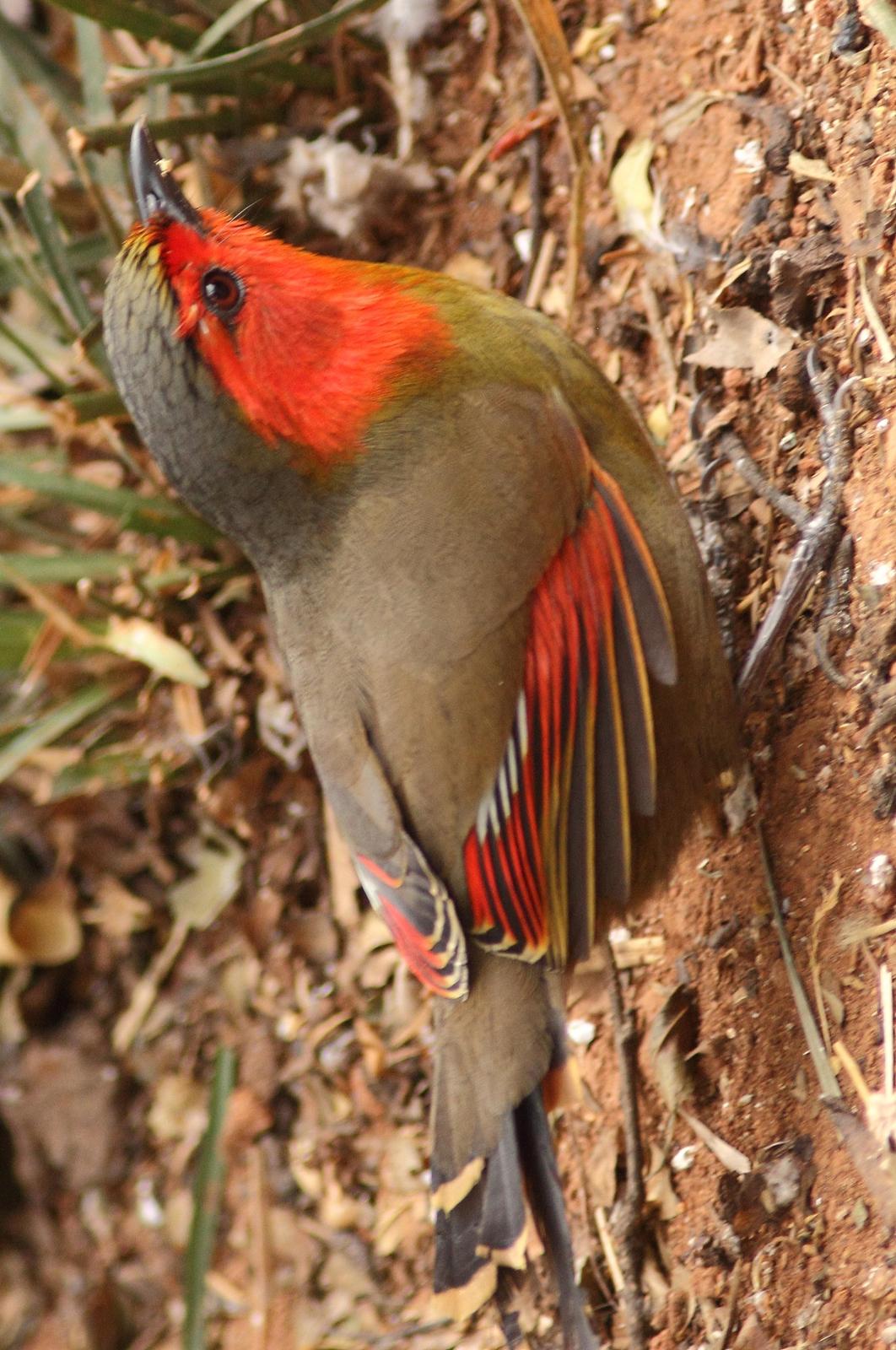 Scarlet-faced Liocichla Photo by Lee Harding