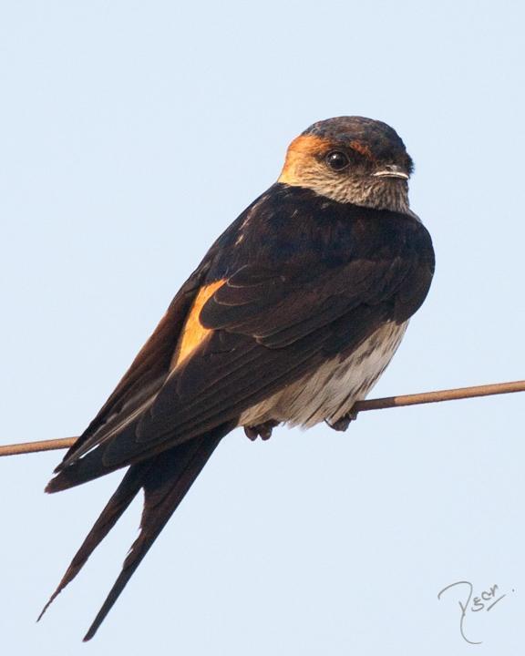 Red-rumped Swallow (West African) Photo by Rahul Kaushik