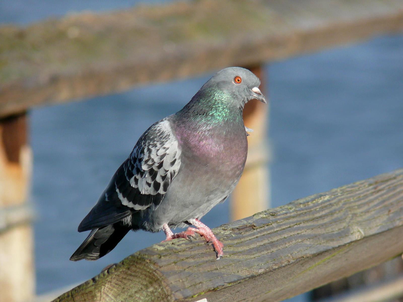 Rock Pigeon (Feral Pigeon) Photo by Steven Mlodinow