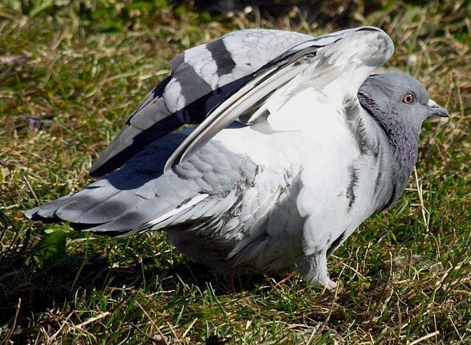 Rock Pigeon (Feral Pigeon) Photo by Dan Tallman