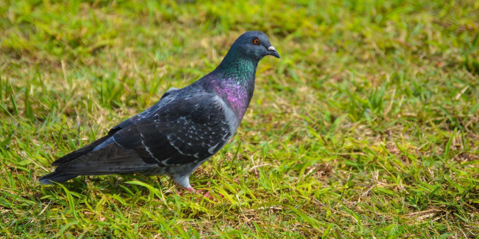 Rock Pigeon (Feral Pigeon) Photo by Mike Ballentine