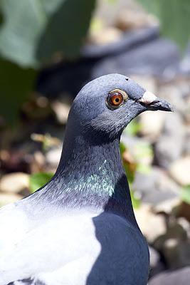 Rock Pigeon (Feral Pigeon) Photo by Dan Tallman