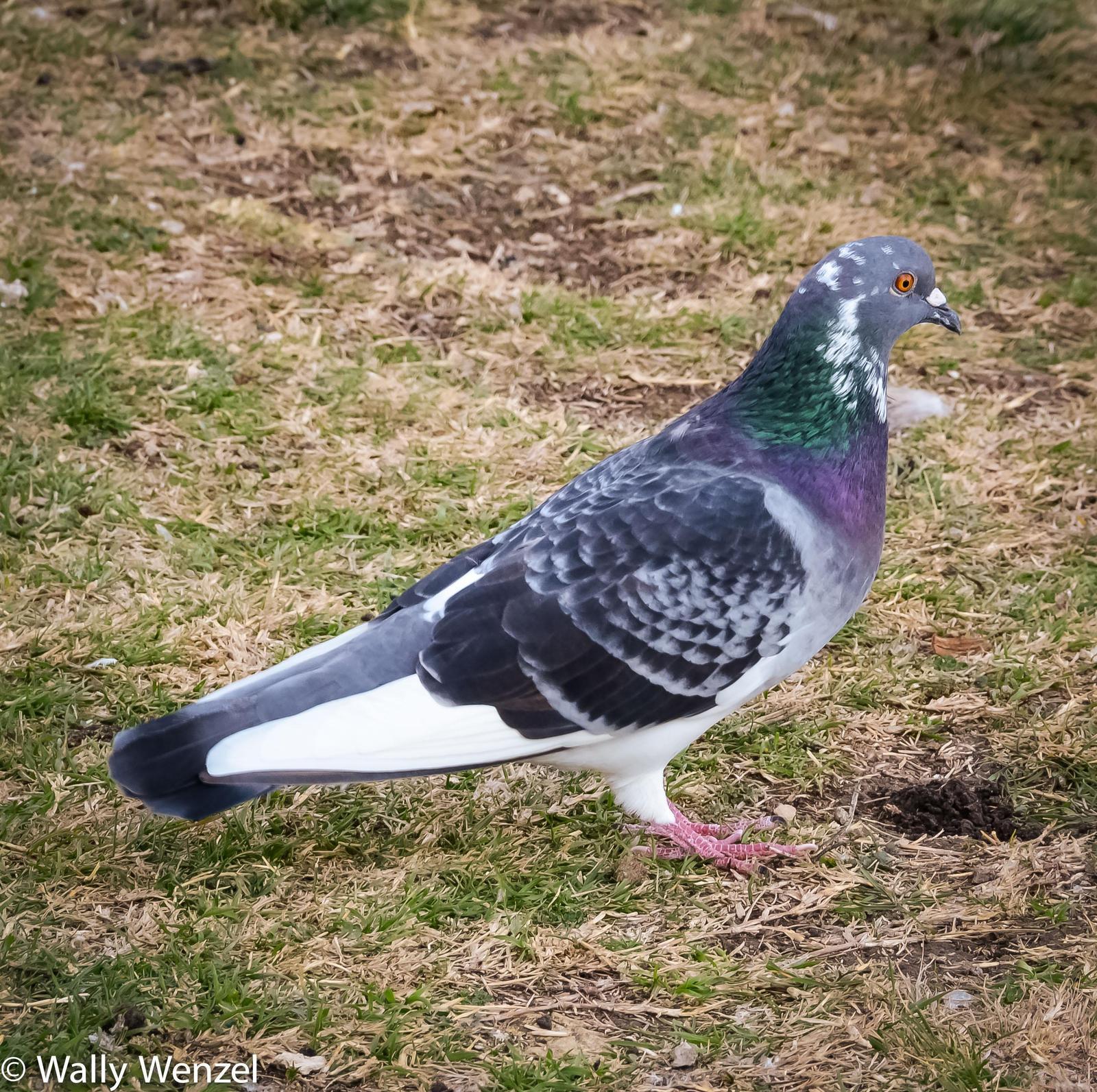Rock Pigeon (Feral Pigeon) Photo by Wally Wenzel