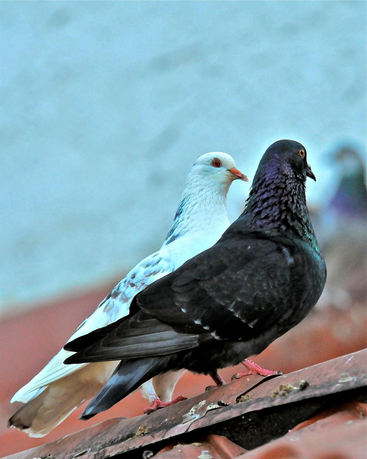 Rock Pigeon (Feral Pigeon) Photo by Gerald Friesen