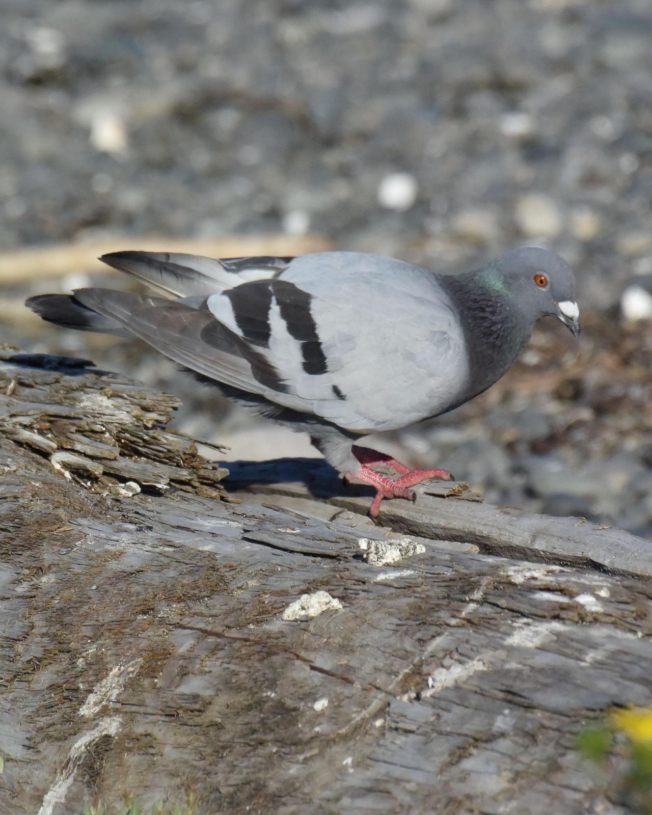 Rock Pigeon (Feral Pigeon) Photo by Emily Percival