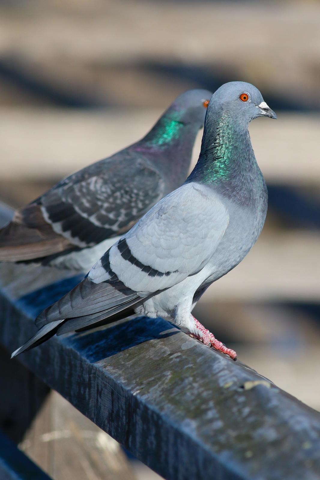Rock Pigeon (Feral Pigeon) Photo by Tom Ford-Hutchinson
