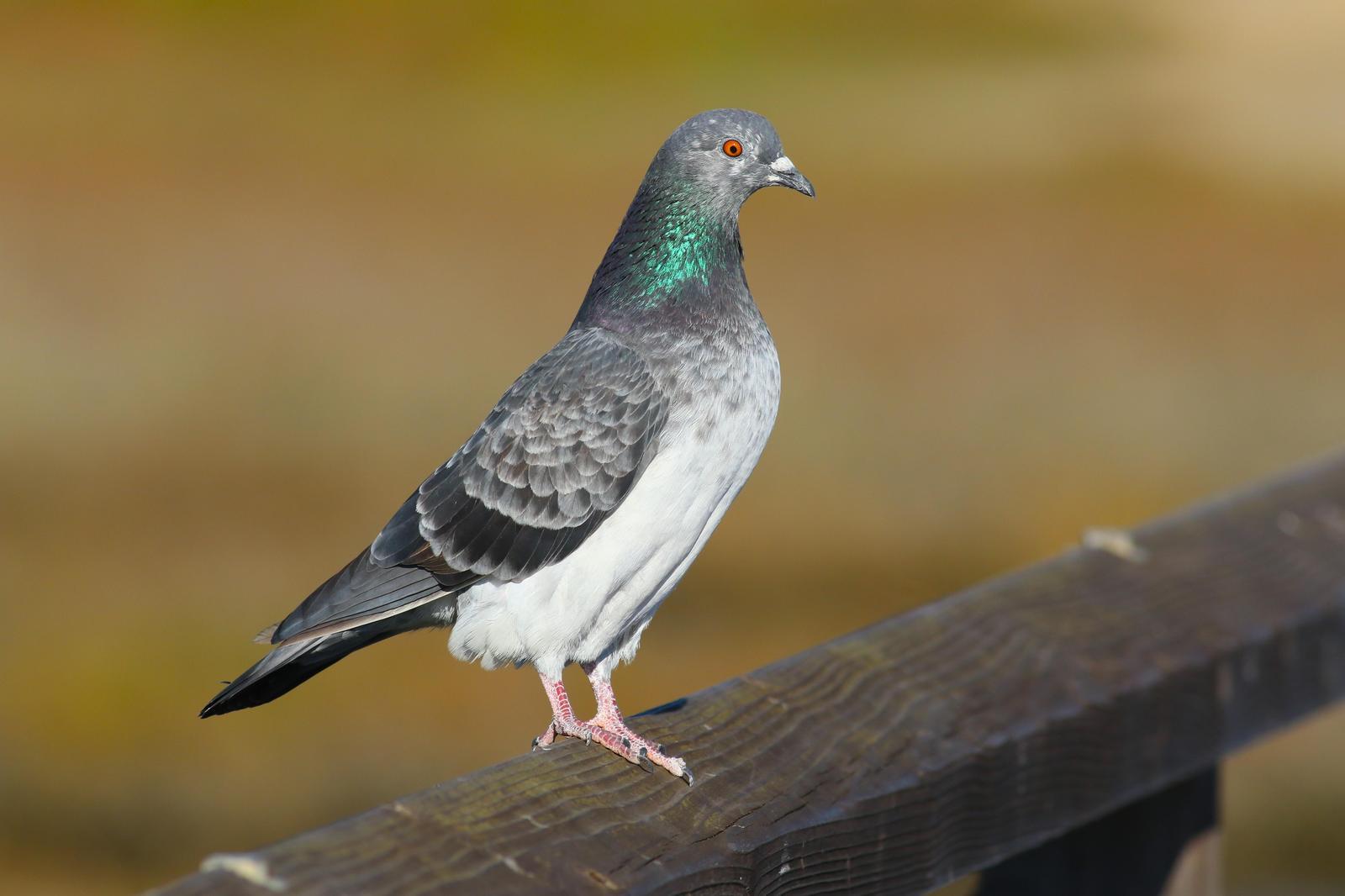 Rock Pigeon (Feral Pigeon) Photo by Tom Ford-Hutchinson