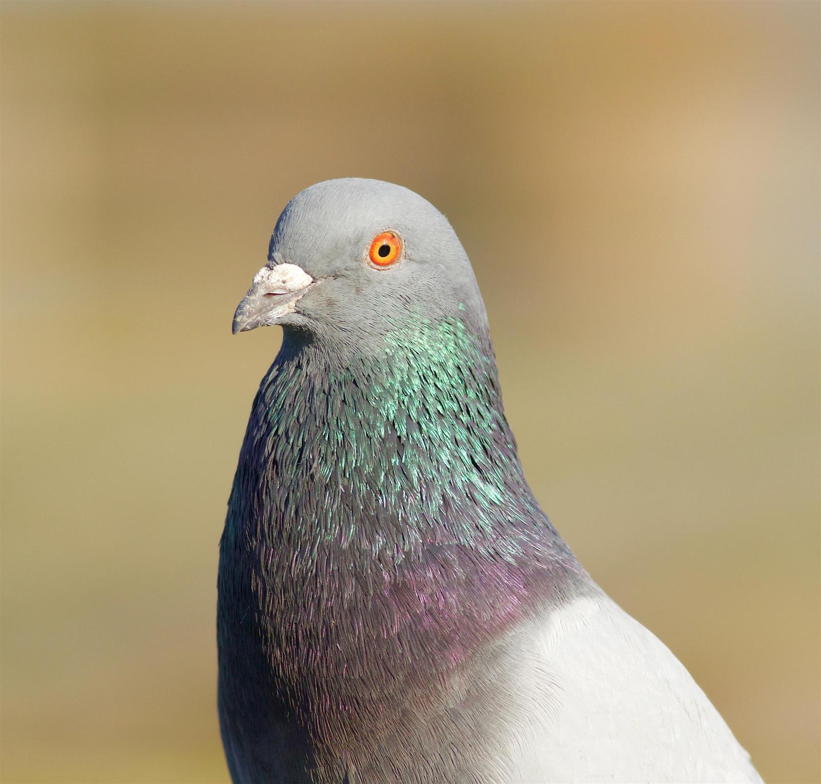 Rock Pigeon (Feral Pigeon) Photo by Kathryn Keith