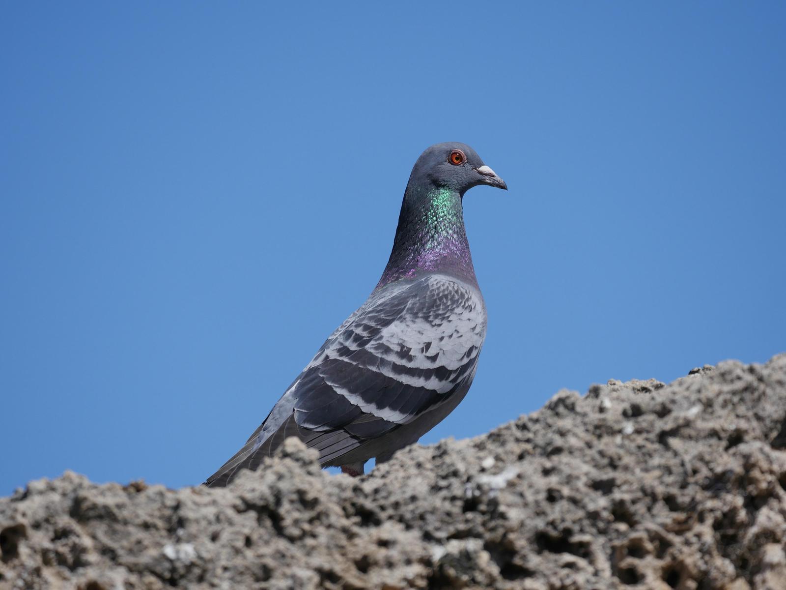 Rock Pigeon (Feral Pigeon) Photo by Peter Lowe