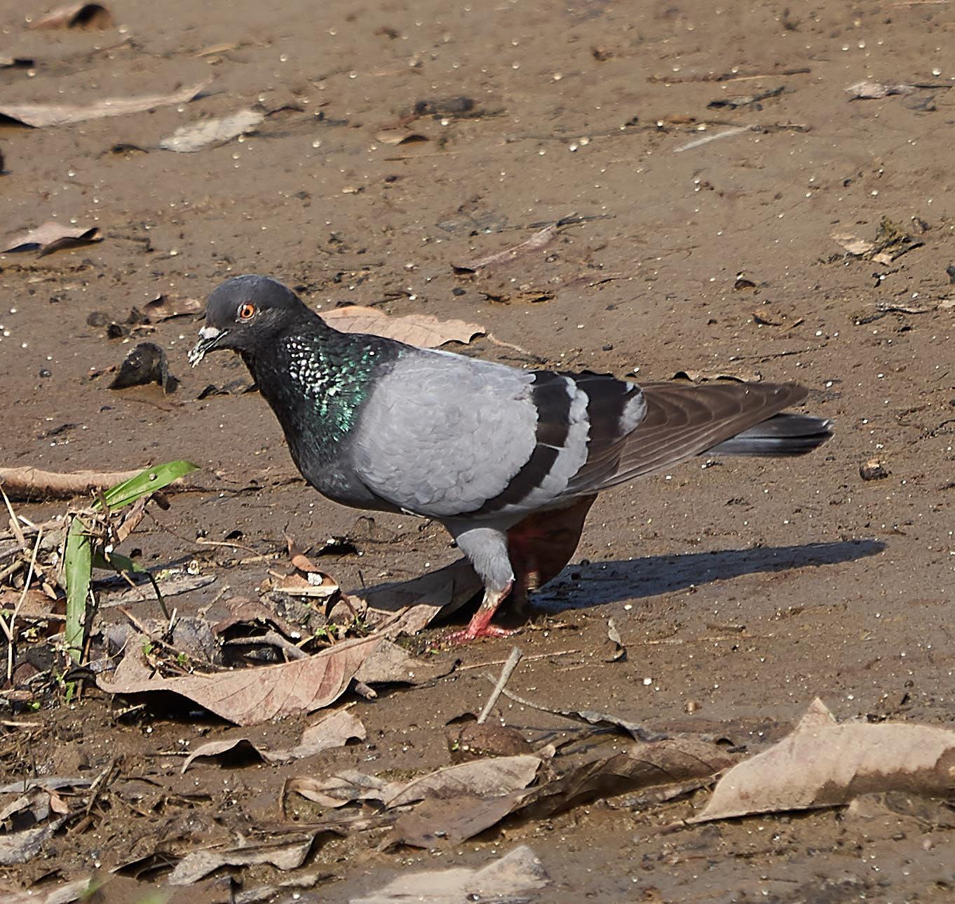 Rock Pigeon (Feral Pigeon) Photo by Steven Cheong