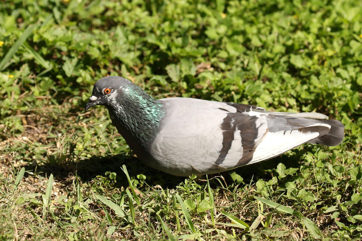 Rock Pigeon (Feral Pigeon) Photo by Kristy Baker