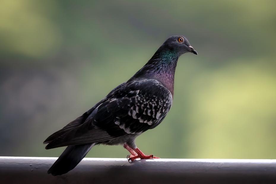 Rock Pigeon (Feral Pigeon) Photo by Julie Edgley