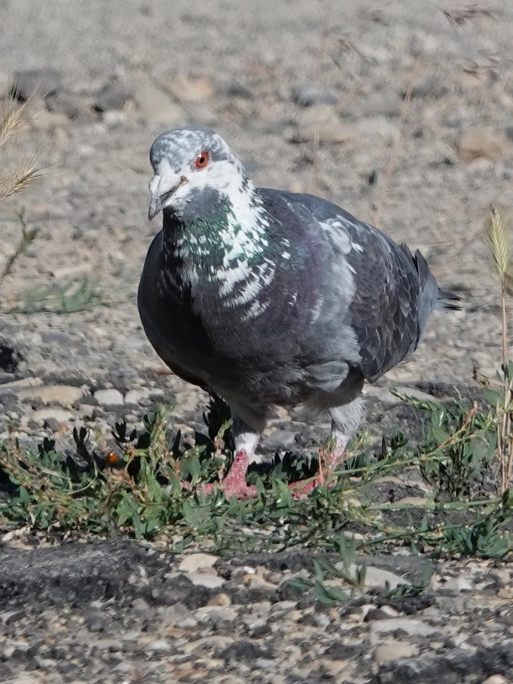 Rock Pigeon (Feral Pigeon) Photo by Kent Jensen