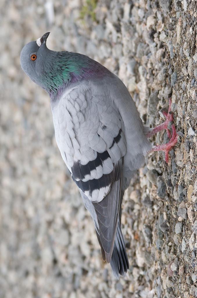 Rock Pigeon (Feral Pigeon) Photo by Brian Avent