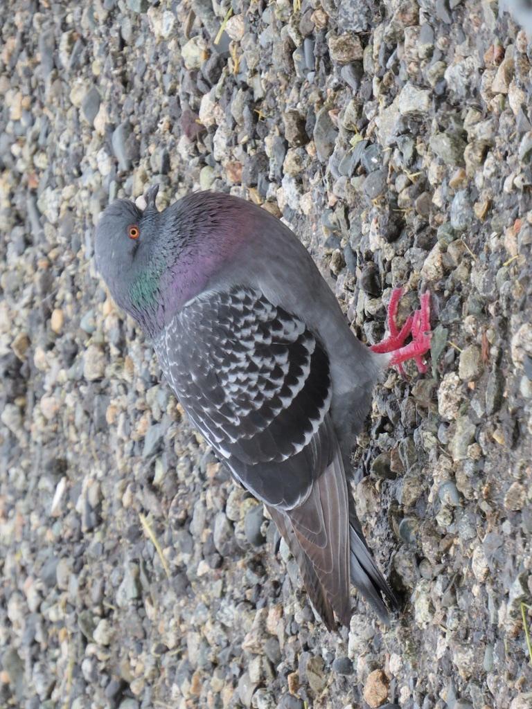 Rock Pigeon (Feral Pigeon) Photo by Brian Avent
