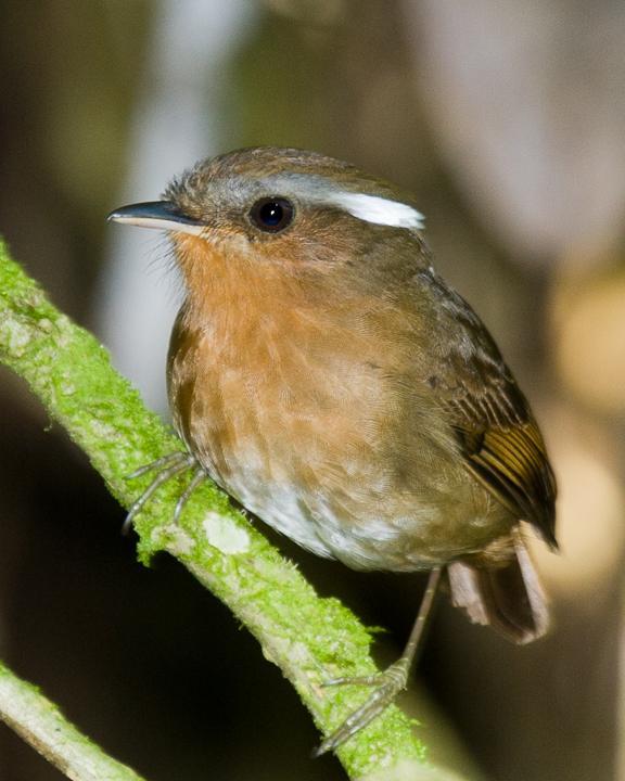 Rufous Gnateater Photo by Robert Lewis