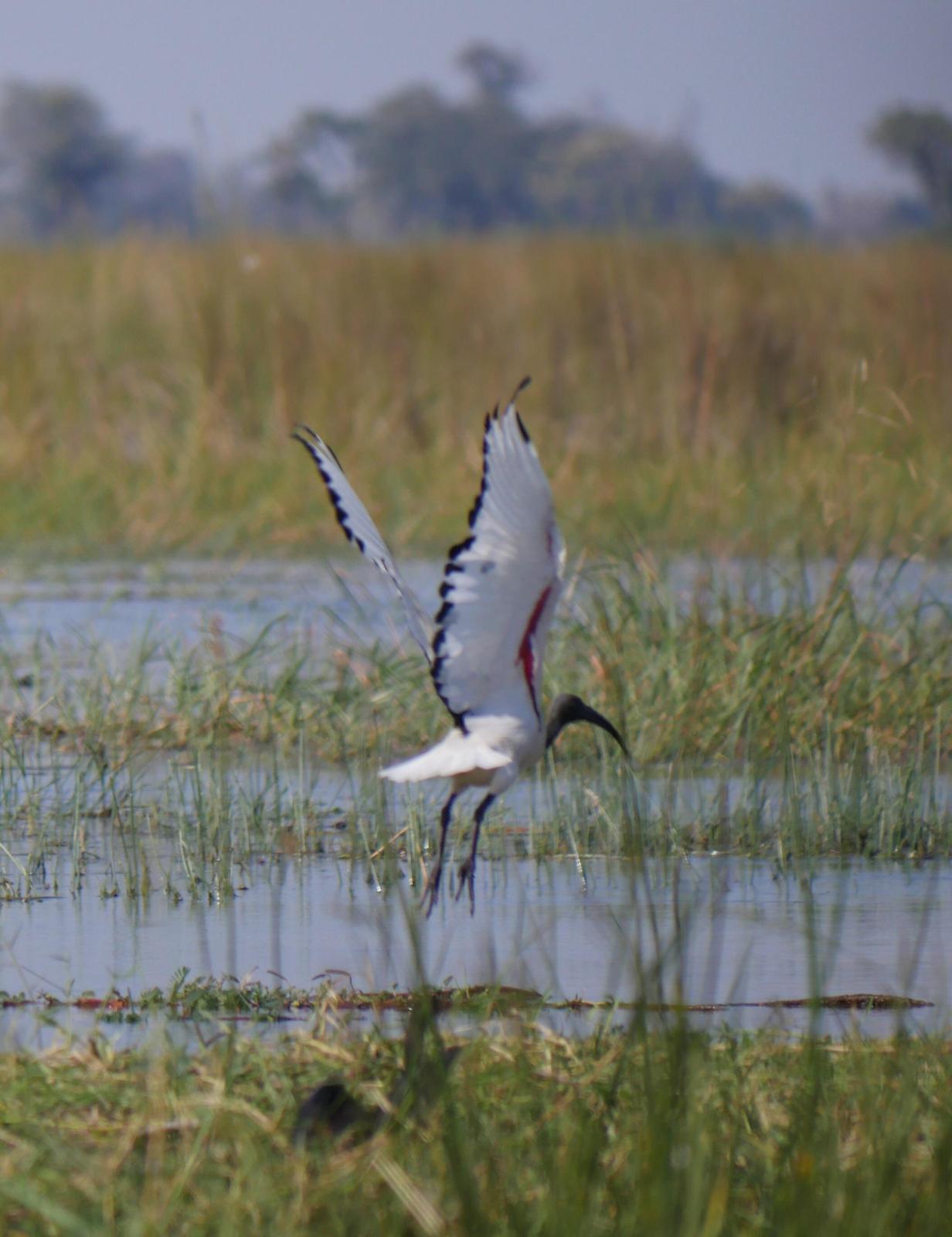 African Sacred Ibis Photo by Peter Lowe