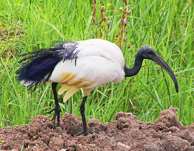 African Sacred Ibis Photo by Ian Phillips