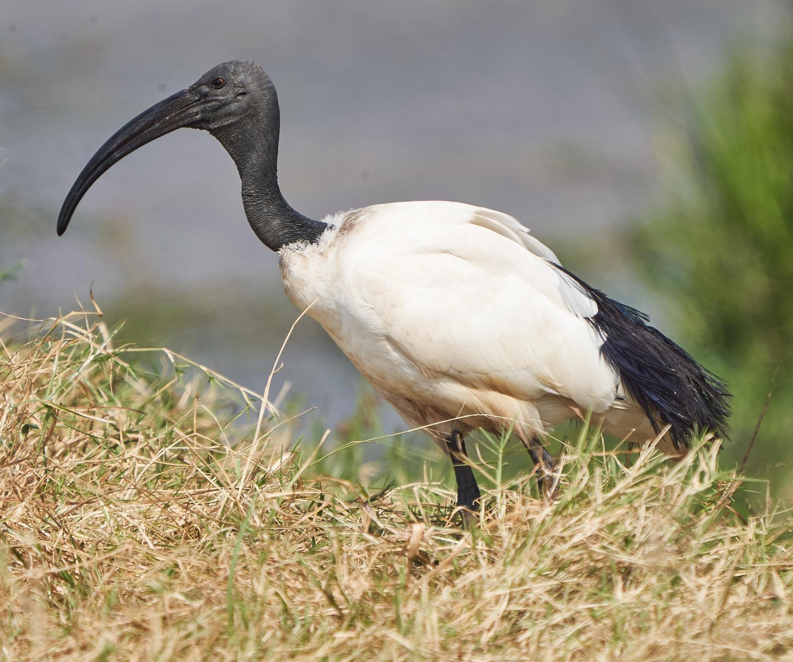African Sacred Ibis Photo by Steven Cheong