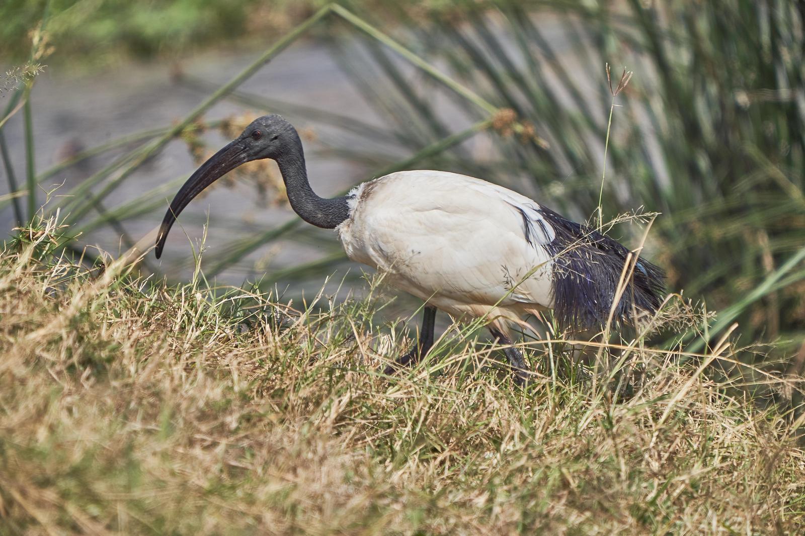 African Sacred Ibis Photo by Steven Cheong