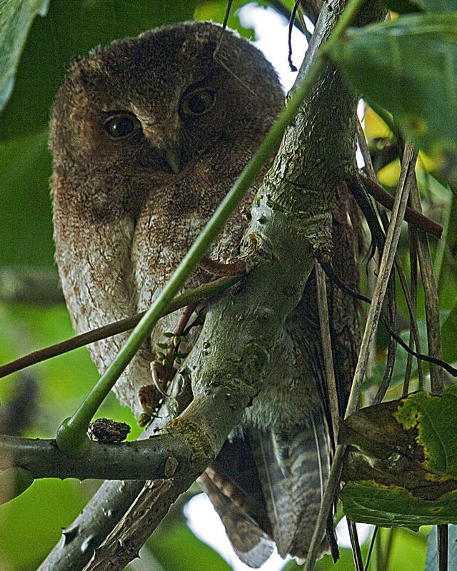 Santa Marta Screech-Owl Photo by Christopher Calonje