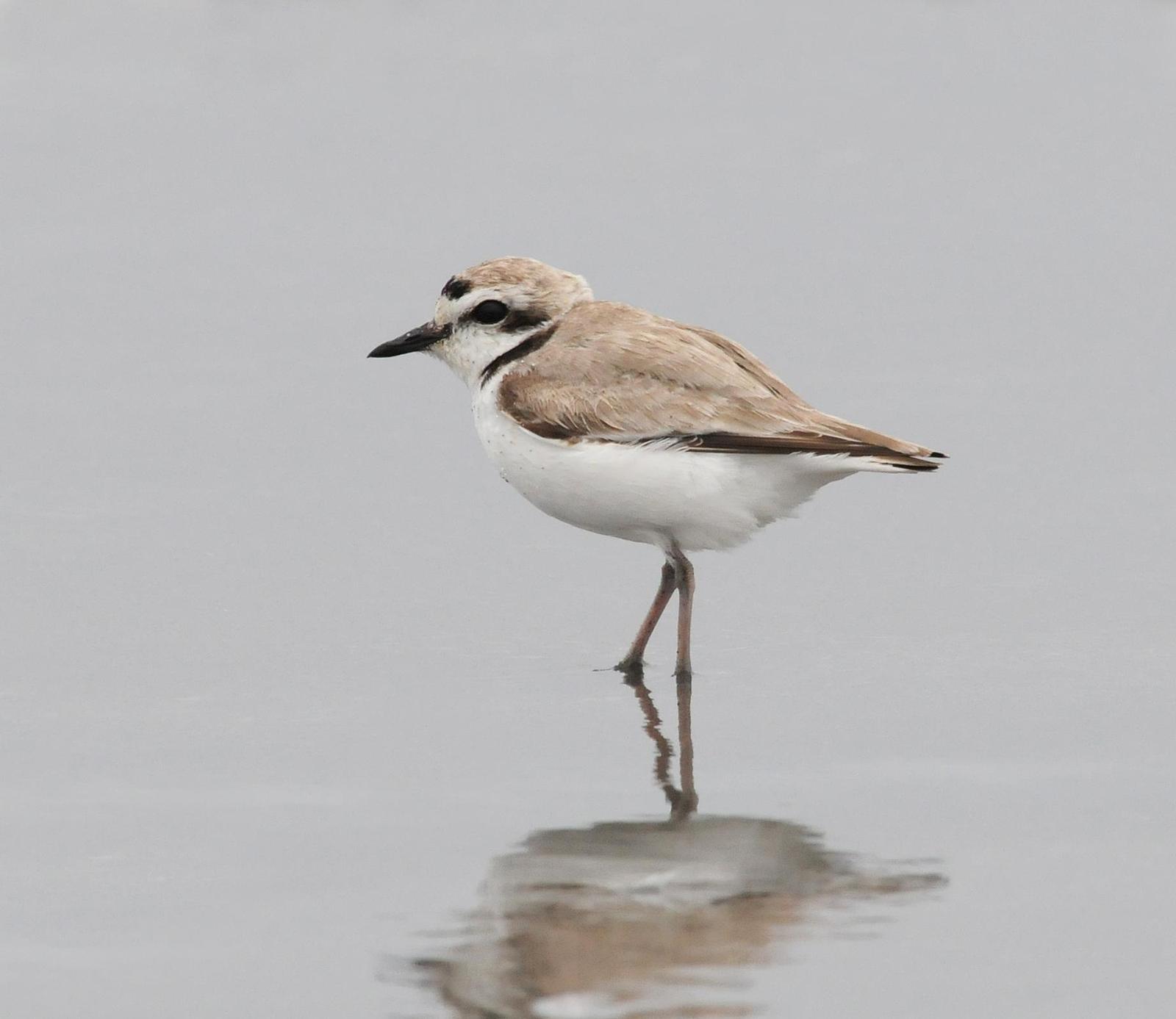 Snowy Plover Photo by Steven Mlodinow