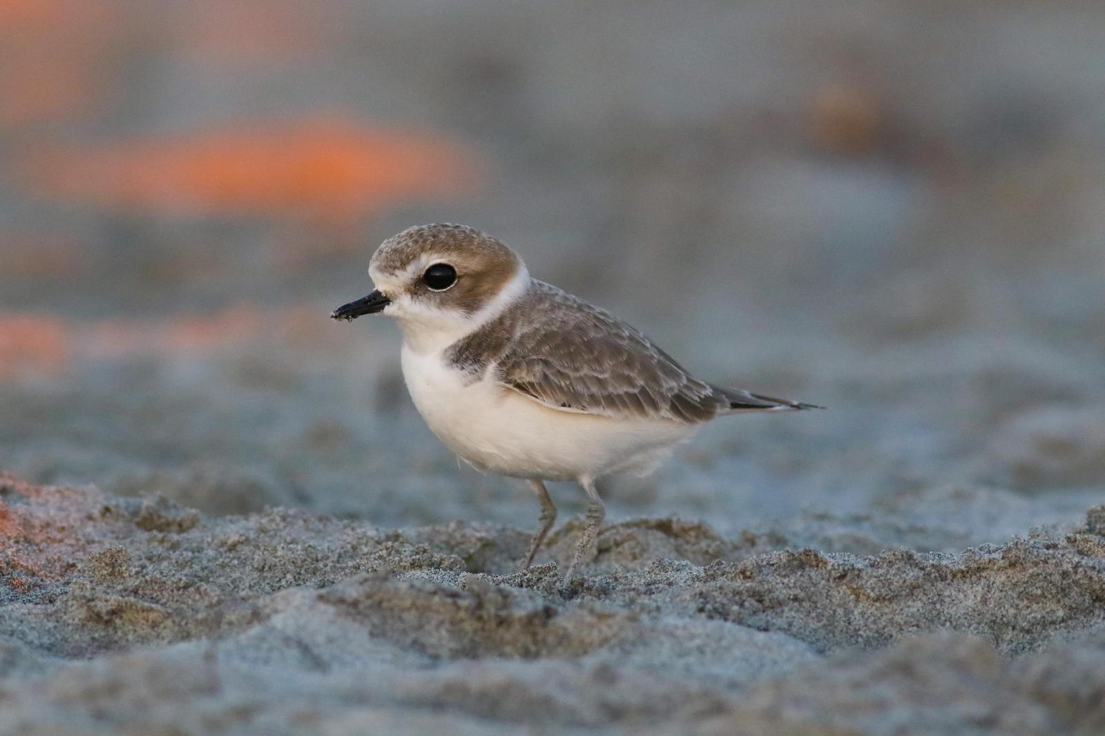 Snowy Plover Photo by Tom Ford-Hutchinson