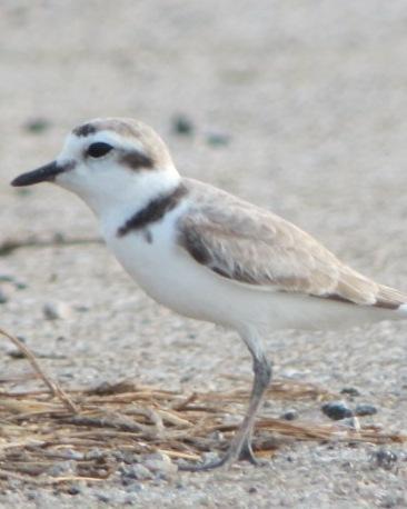 Snowy Plover Photo by Laurie Foss