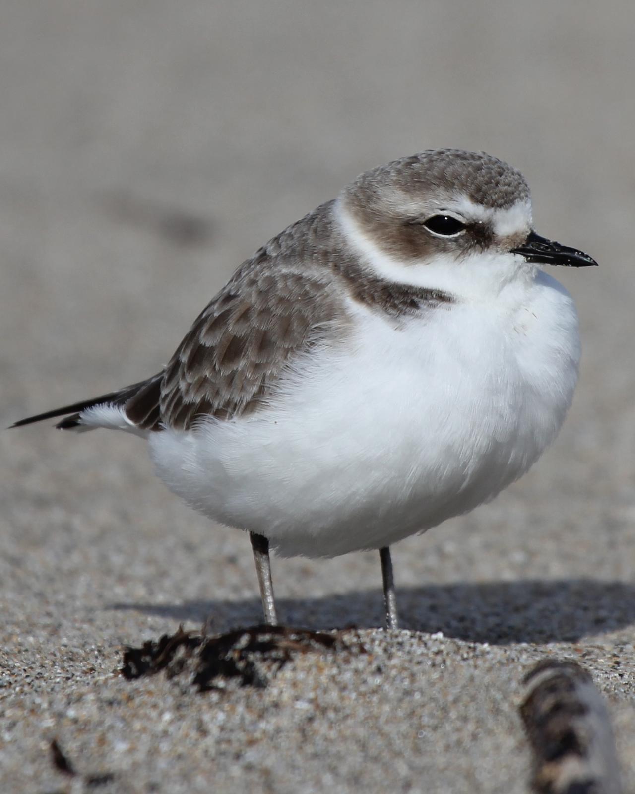Snowy Plover Photo by Jason Crotty
