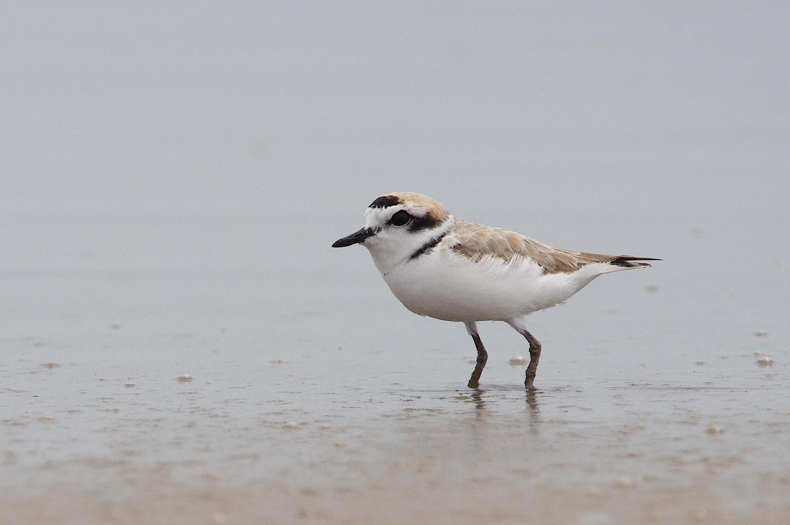 Snowy Plover Photo by Gerald Hoekstra