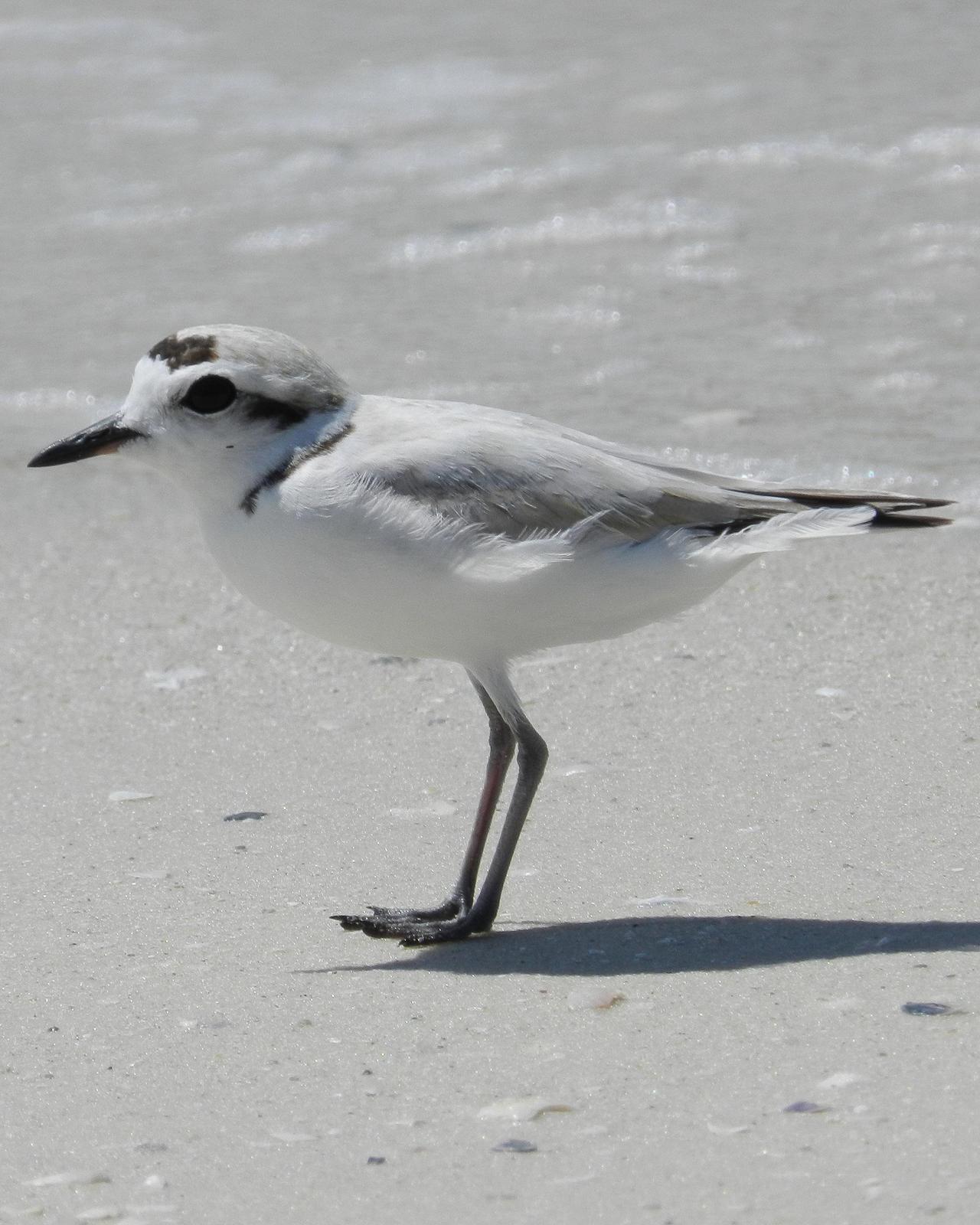 Snowy Plover Photo by Steve Percival