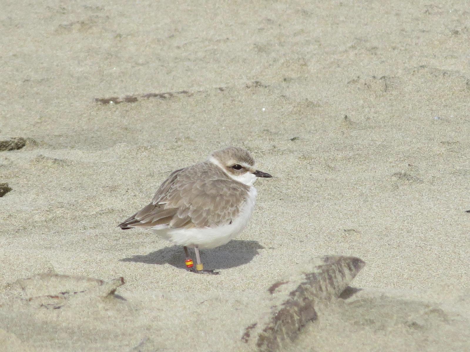 Snowy Plover Photo by Jeff Harding