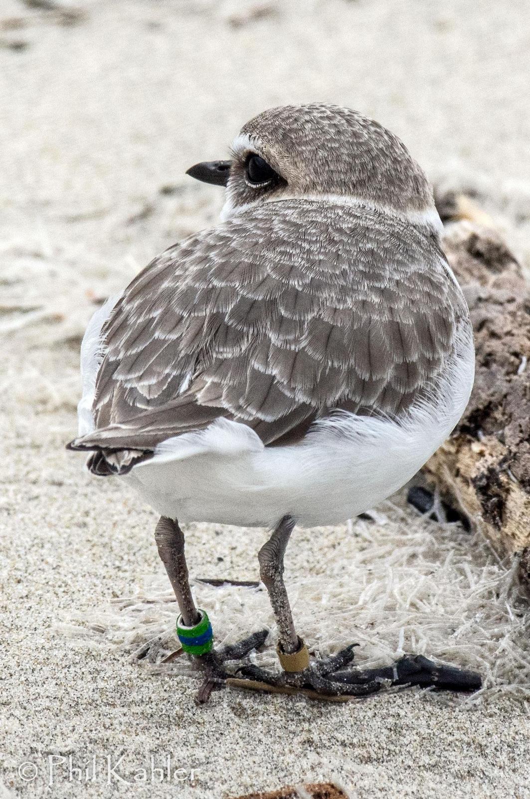 Snowy Plover Photo by Phil Kahler