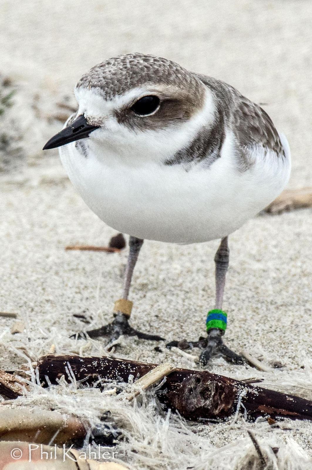 Snowy Plover Photo by Phil Kahler