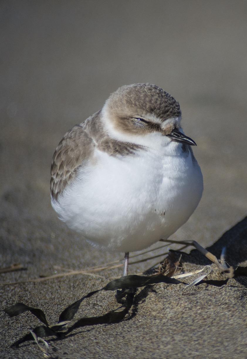 Snowy Plover Photo by Pete Myers