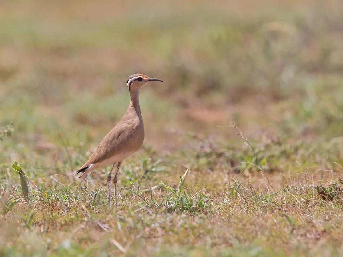 Somali Courser Photo by Niall Perrins
