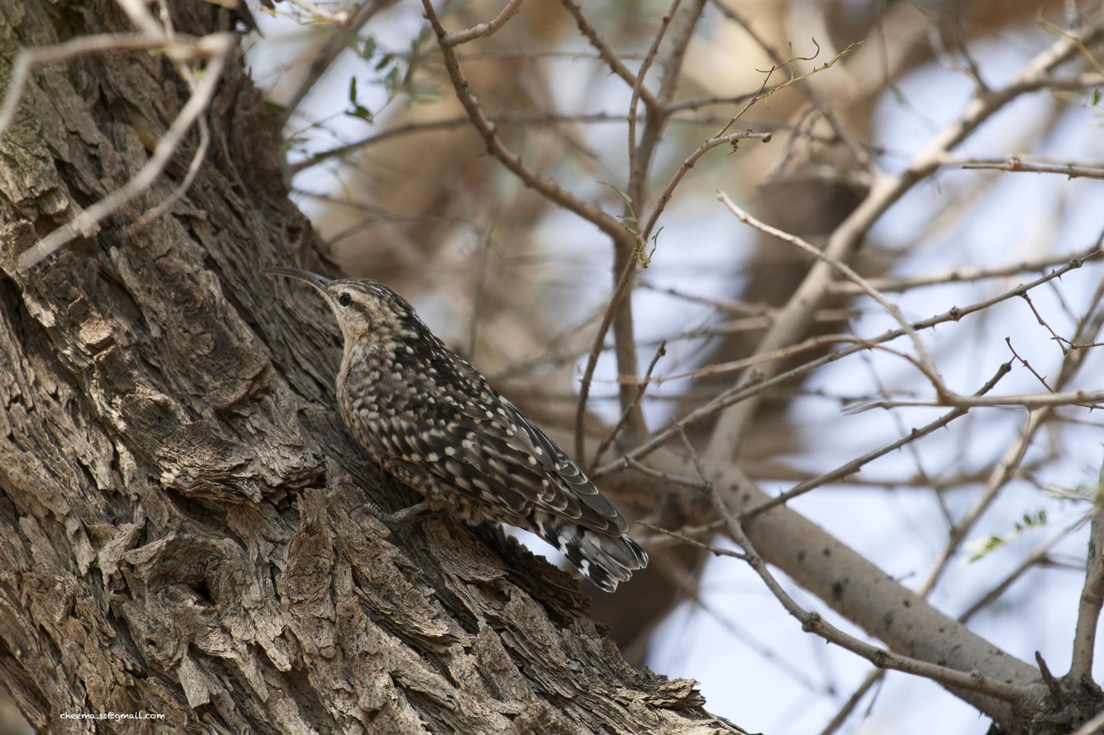 Indian Spotted Creeper Photo by Simepreet Cheema