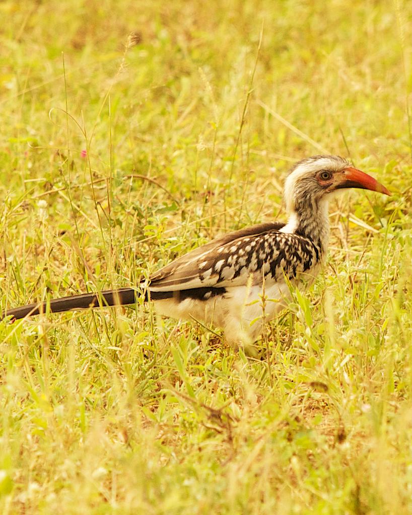 Southern Red-billed Hornbill Photo by Dick Beery / 3 Oaks Enhancements