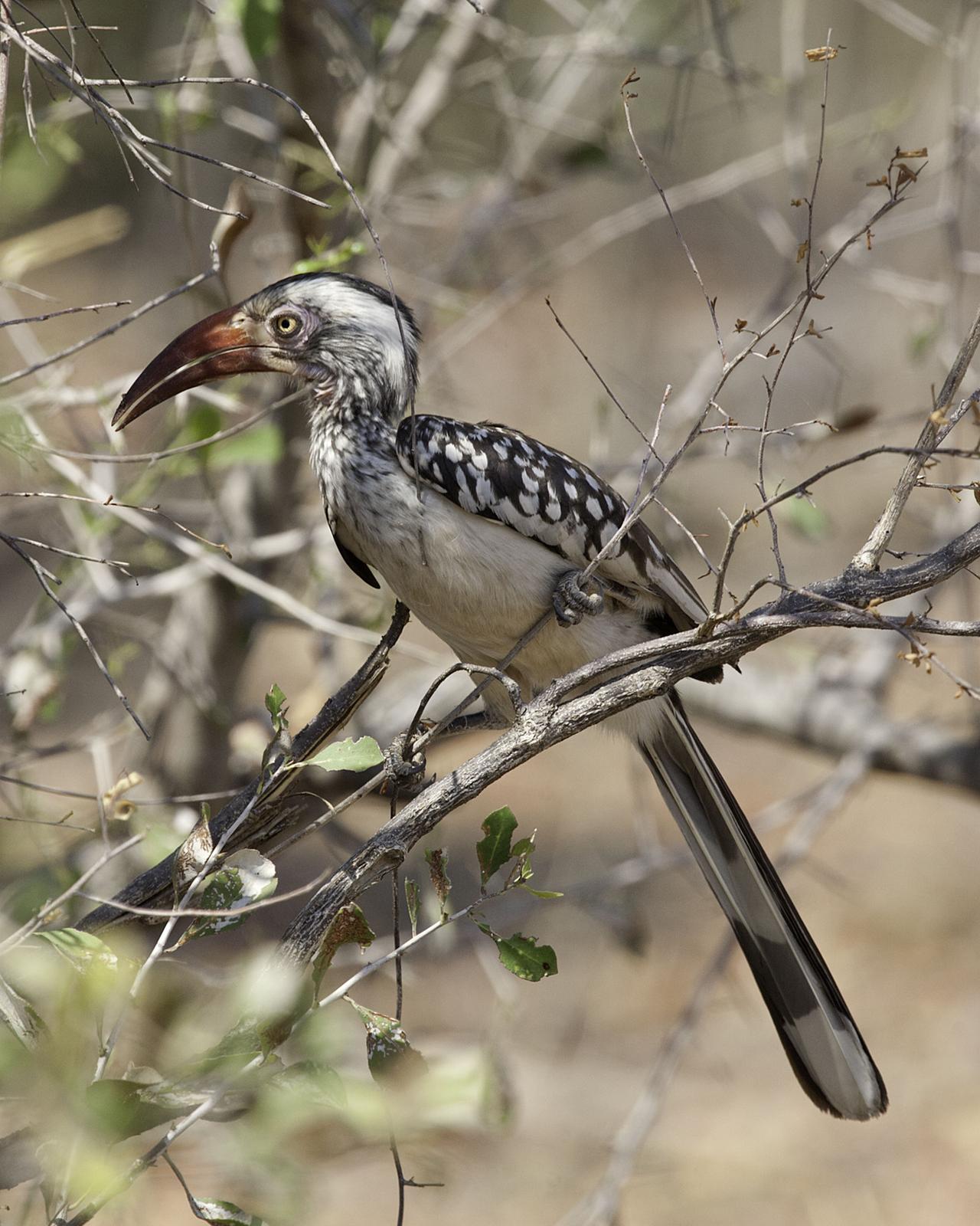 Southern Red-billed Hornbill Photo by Mary Ann Melton