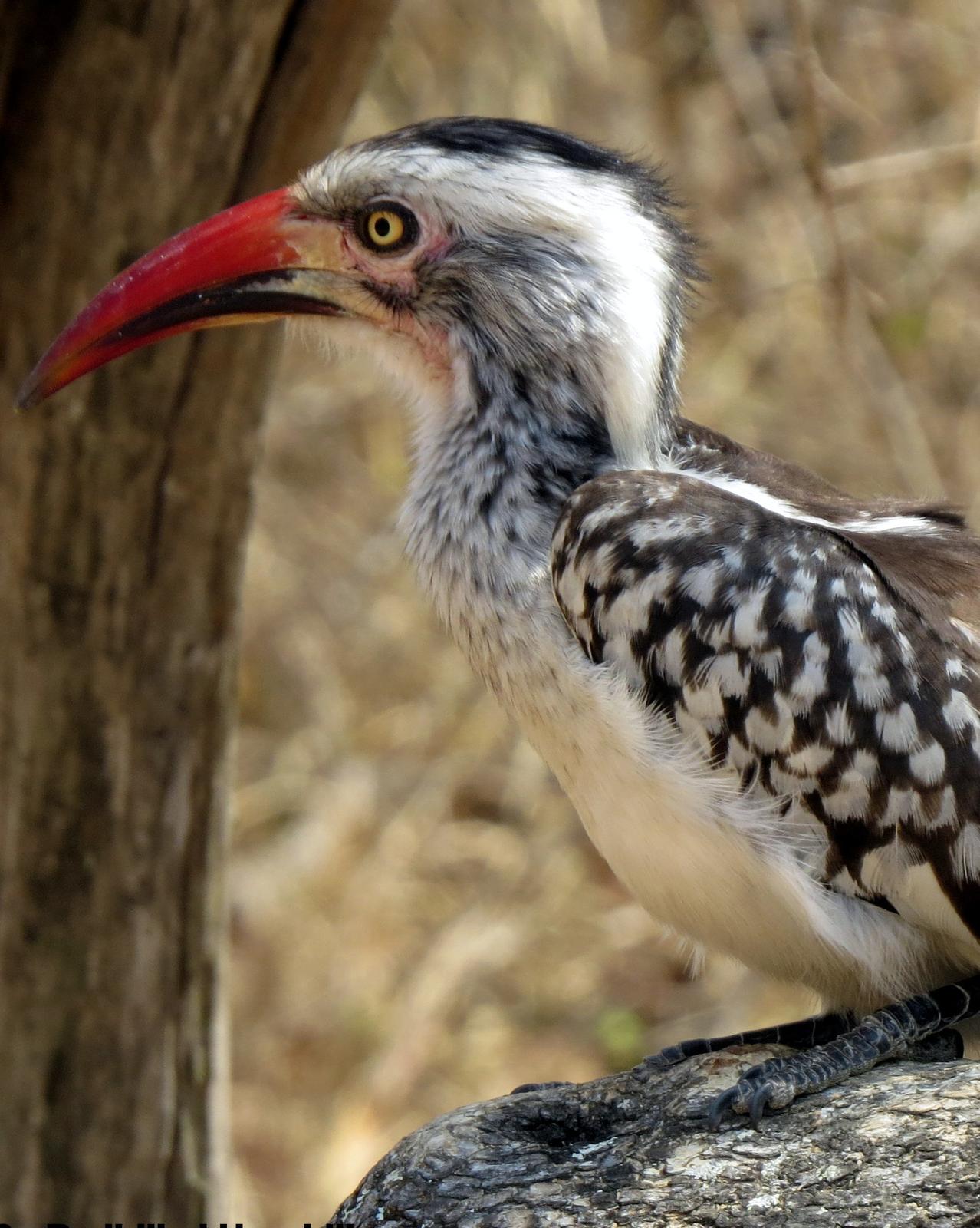 Southern Red-billed Hornbill Photo by Richard  Lowe