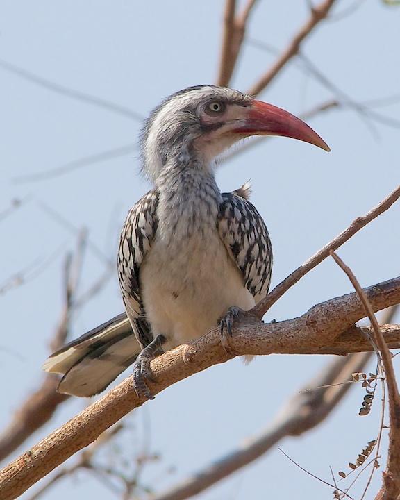 Southern Red-billed Hornbill Photo by Denis Rivard