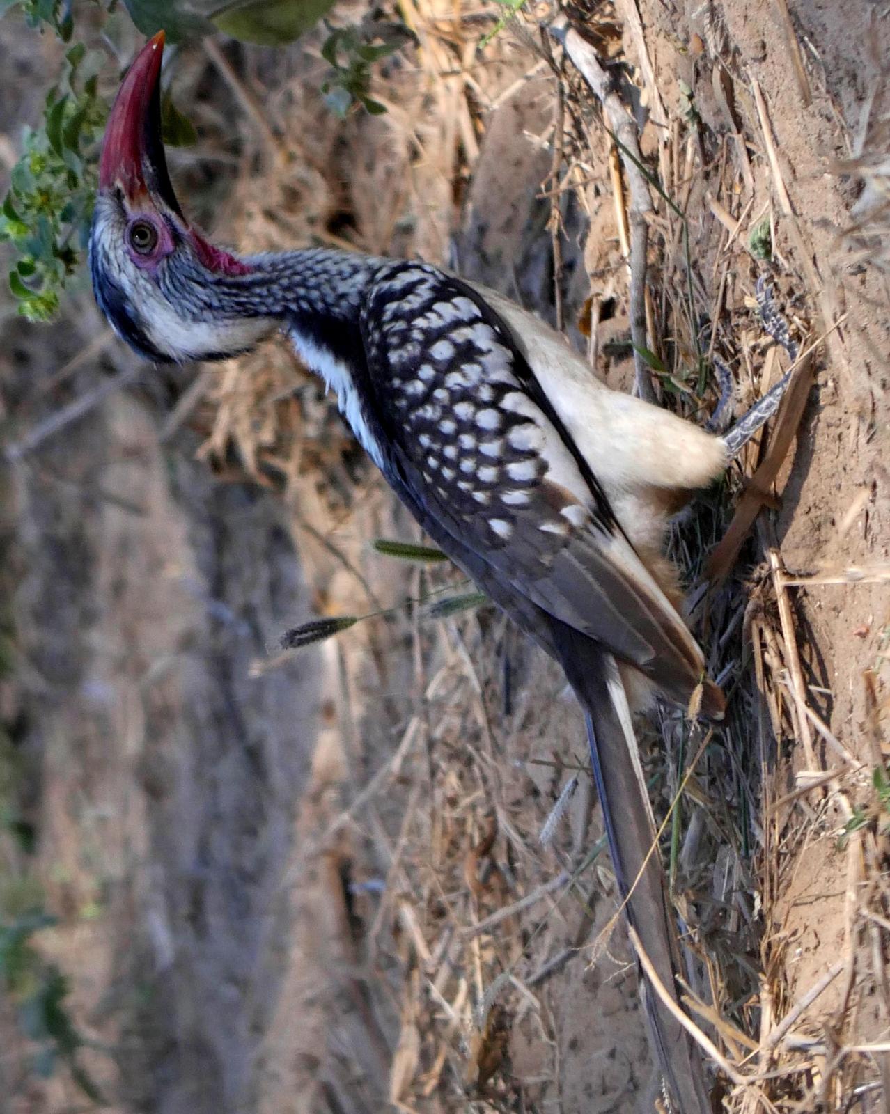 Southern Red-billed Hornbill Photo by Peter Lowe