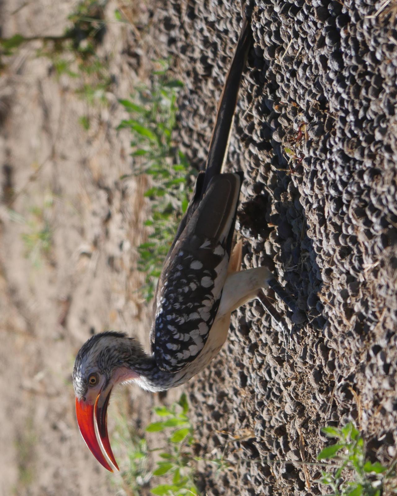 Southern Red-billed Hornbill Photo by Peter Lowe