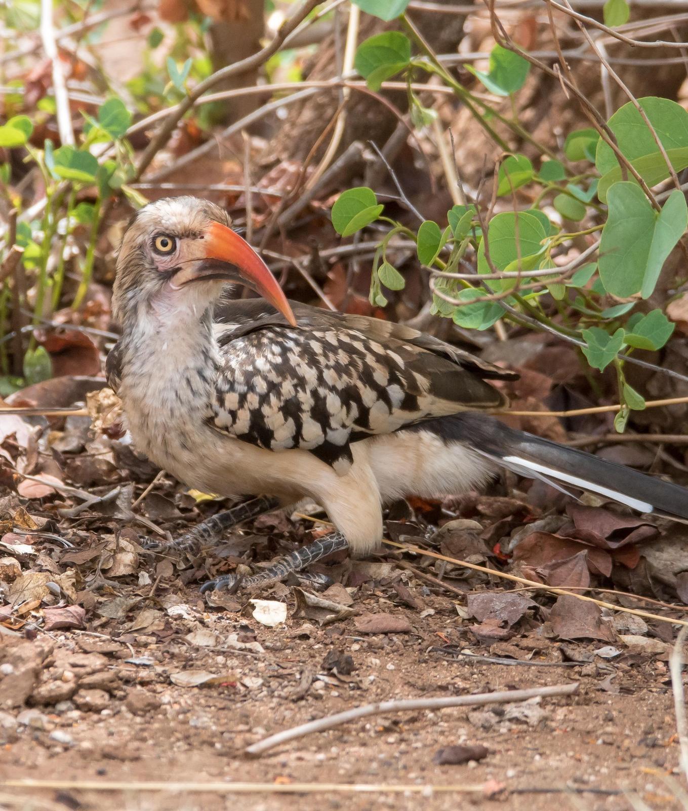 Southern Red-billed Hornbill Photo by Gerald Hoekstra