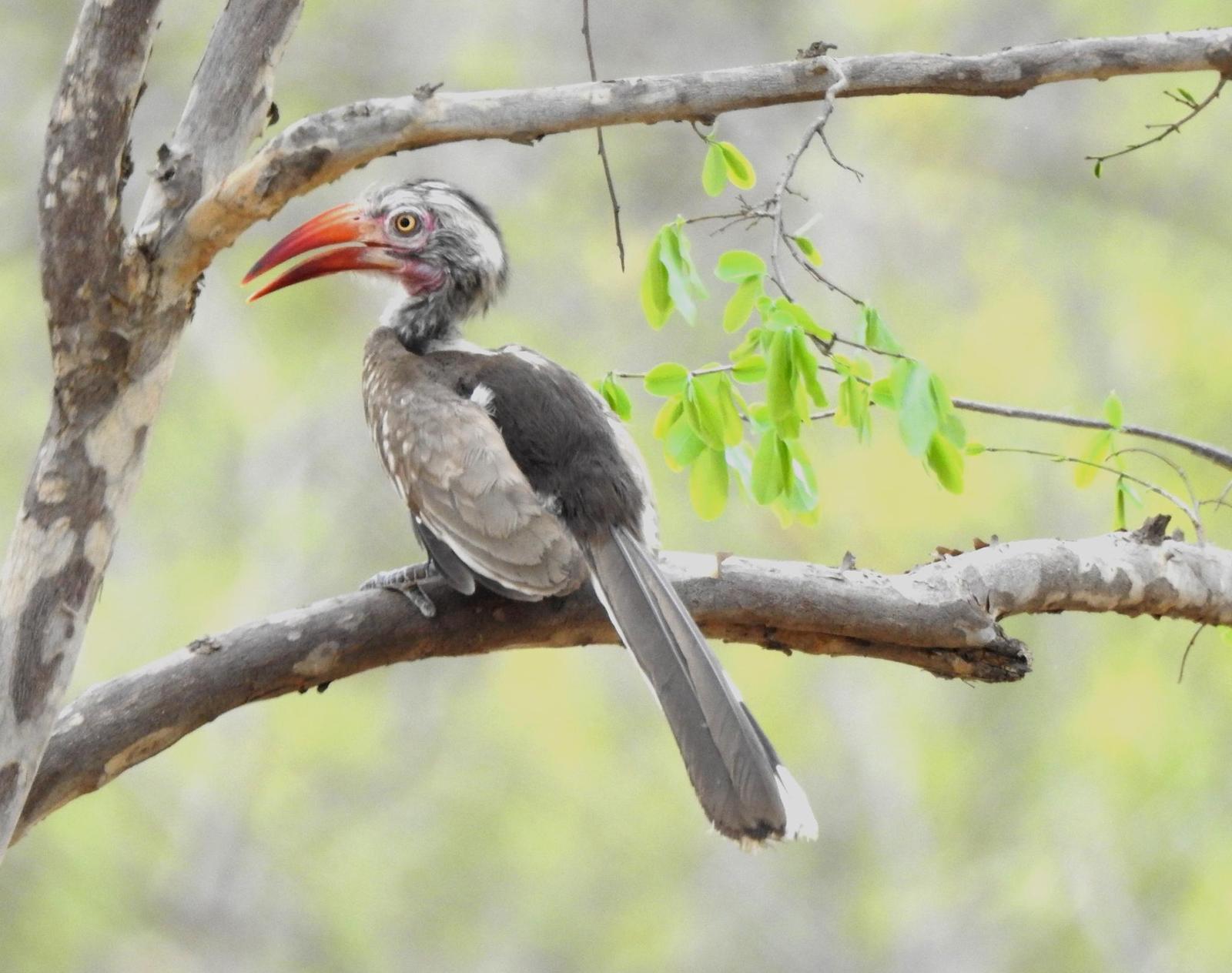 Southern Red-billed Hornbill Photo by Alysa Joaquin